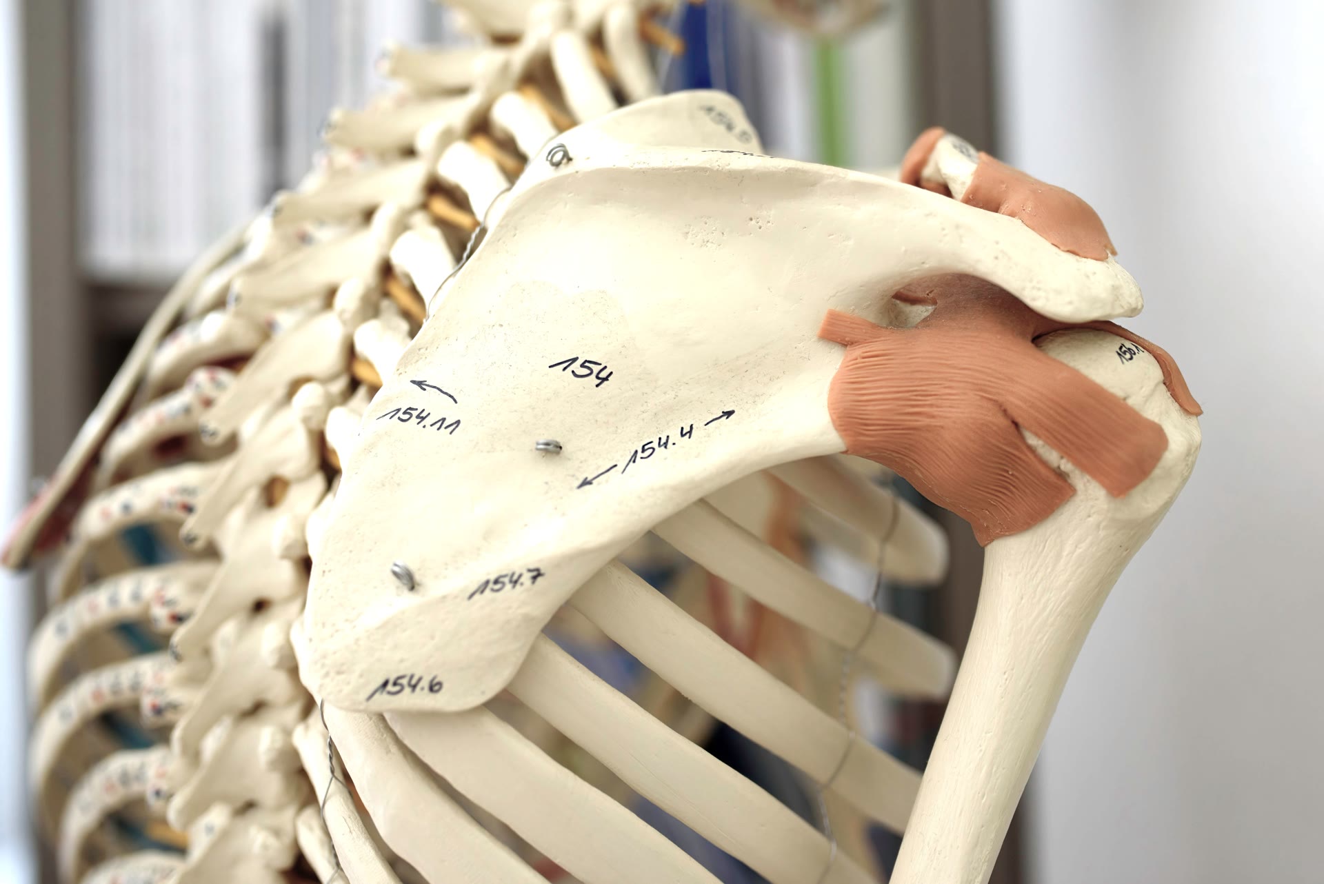 shoulder stability and mobility pilates based approach for clinicians